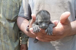 Howling Planet: A Baby Howler Monkey is Rescued from Fire-Ravaged Guatemala